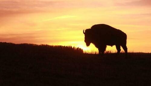 #NakedOrgans Via #ZeroHedge: ‘Mother Nature’s Miracle’: 5 Reasons to Choose Bison Over Conventional Meat